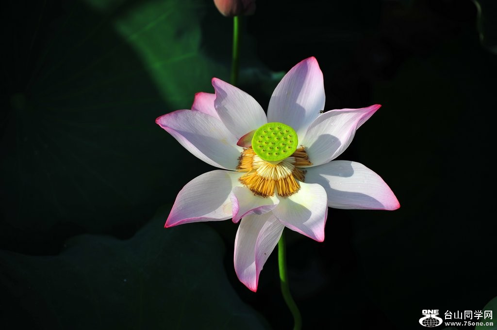 DSC_1669.jpg