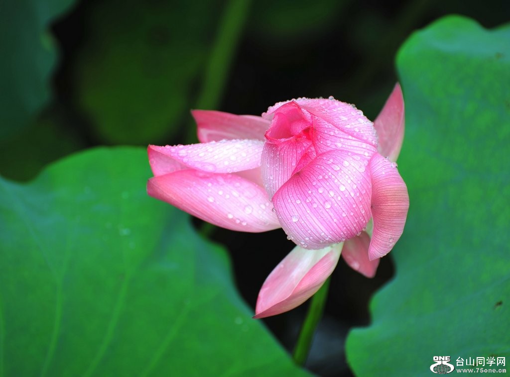 DSC_1590.jpg