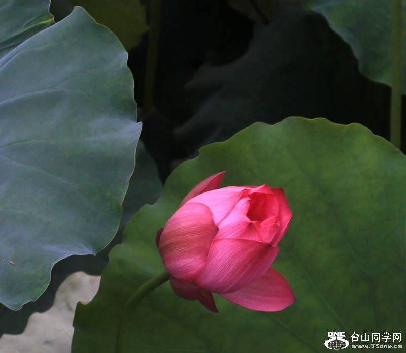 IMG_5415_conew1.jpg