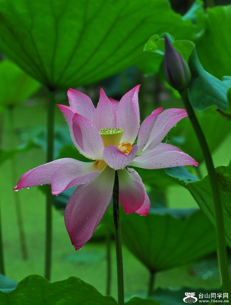 DSC_9994aa.jpg
