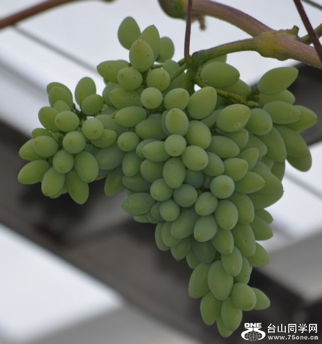 6-24-2012 Longwood 381.jpg