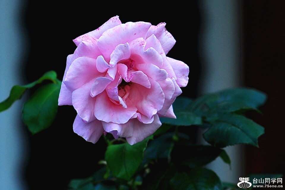 CSC_0578_.jpg