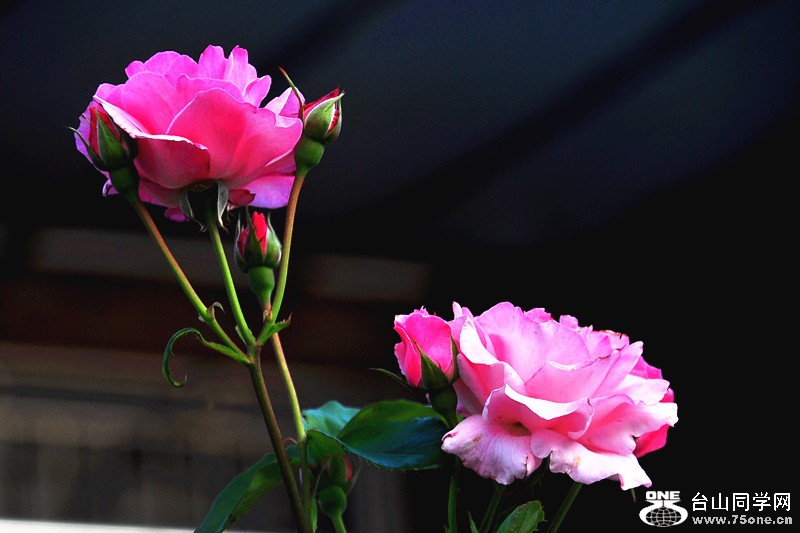 CSC_0006_.jpg