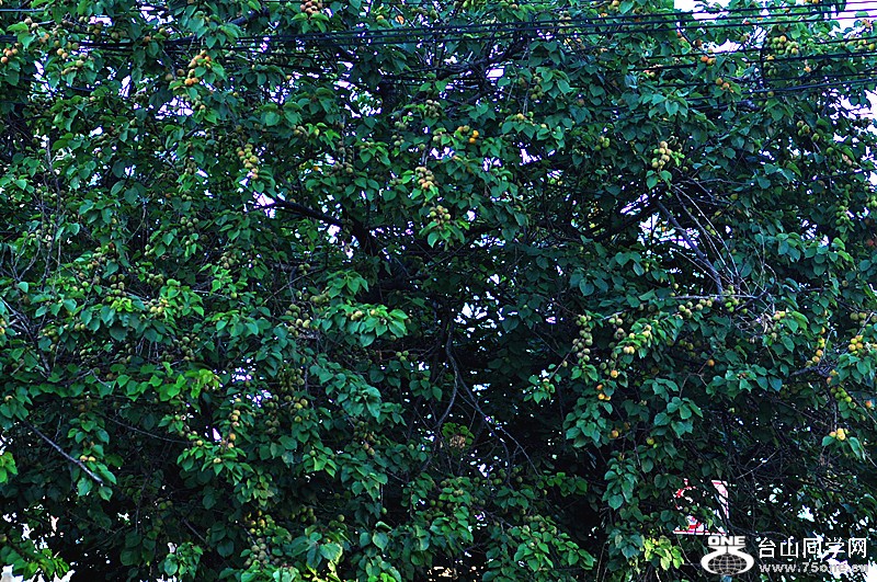 DSC_0620_.jpg