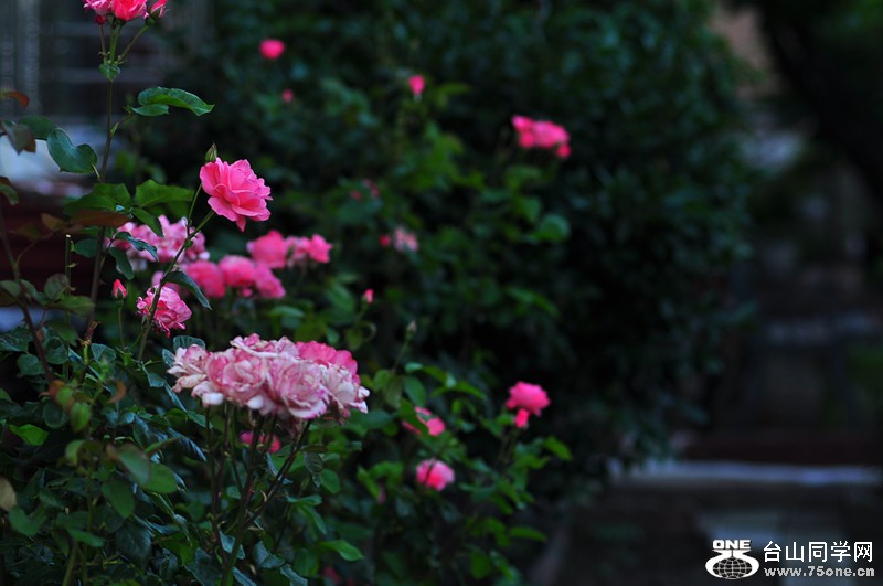 DSC_0127_.jpg