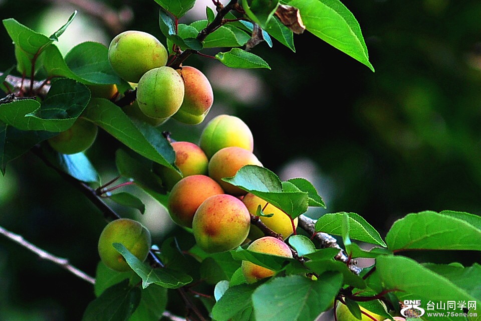 CSC_0439_.jpg