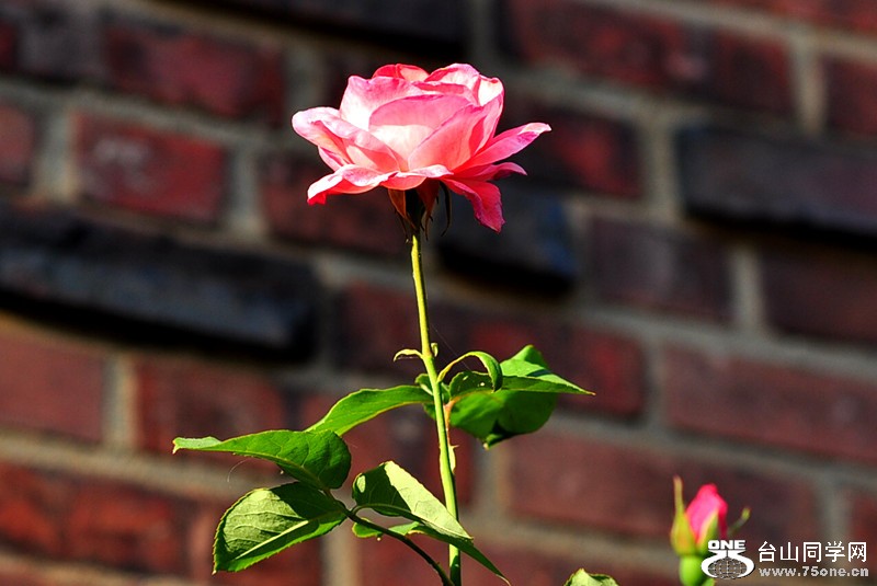 CSC_0597_.jpg