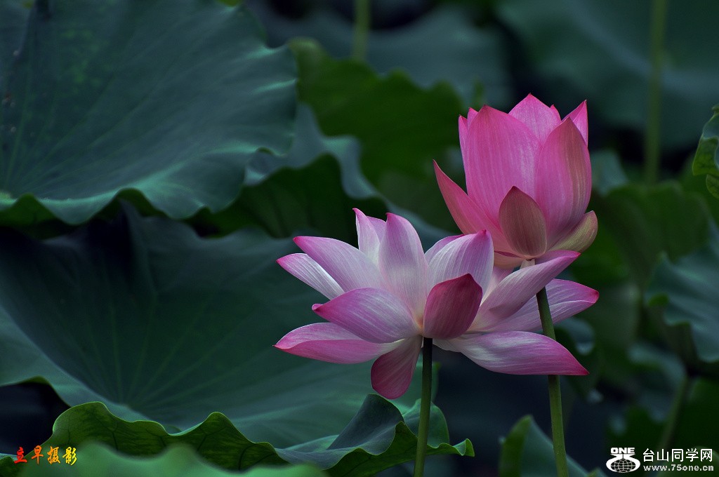 DSC_0051.JPG