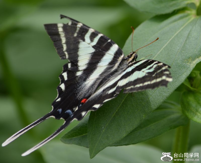 6-17-2012 Butterfly 168.jpg