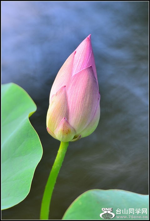 DSC_0459.jpg