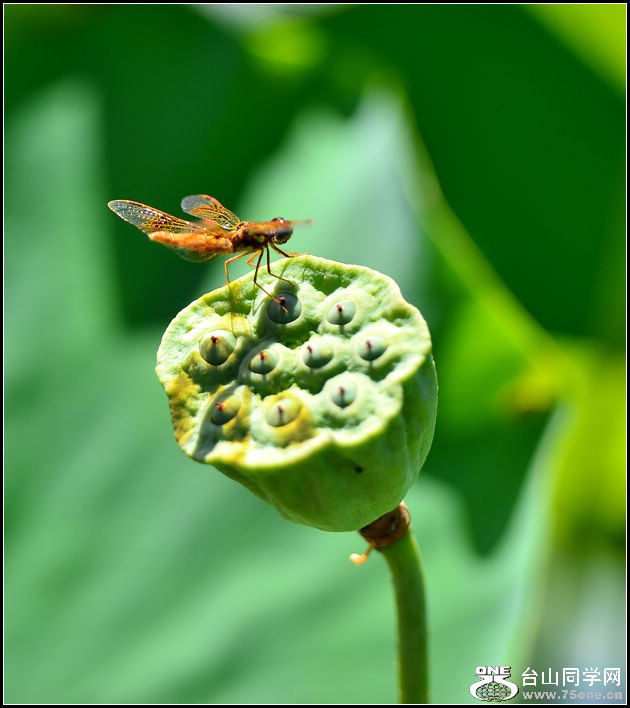 DSC_0417.jpg