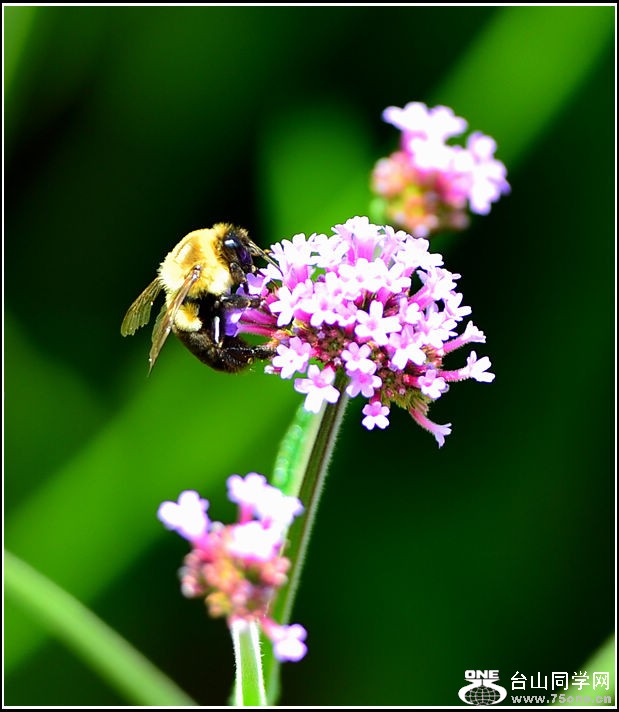 DSC_0441.jpg