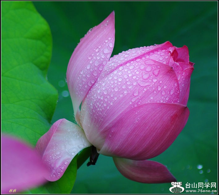 DSC_7852.jpg
