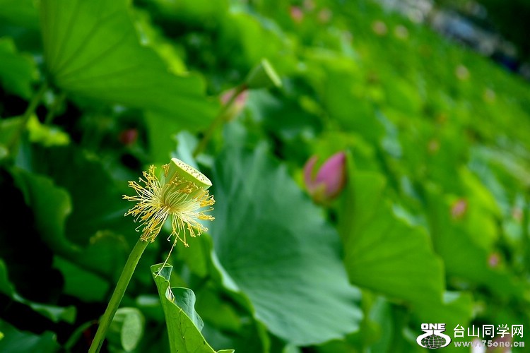 DSC_7850.jpg