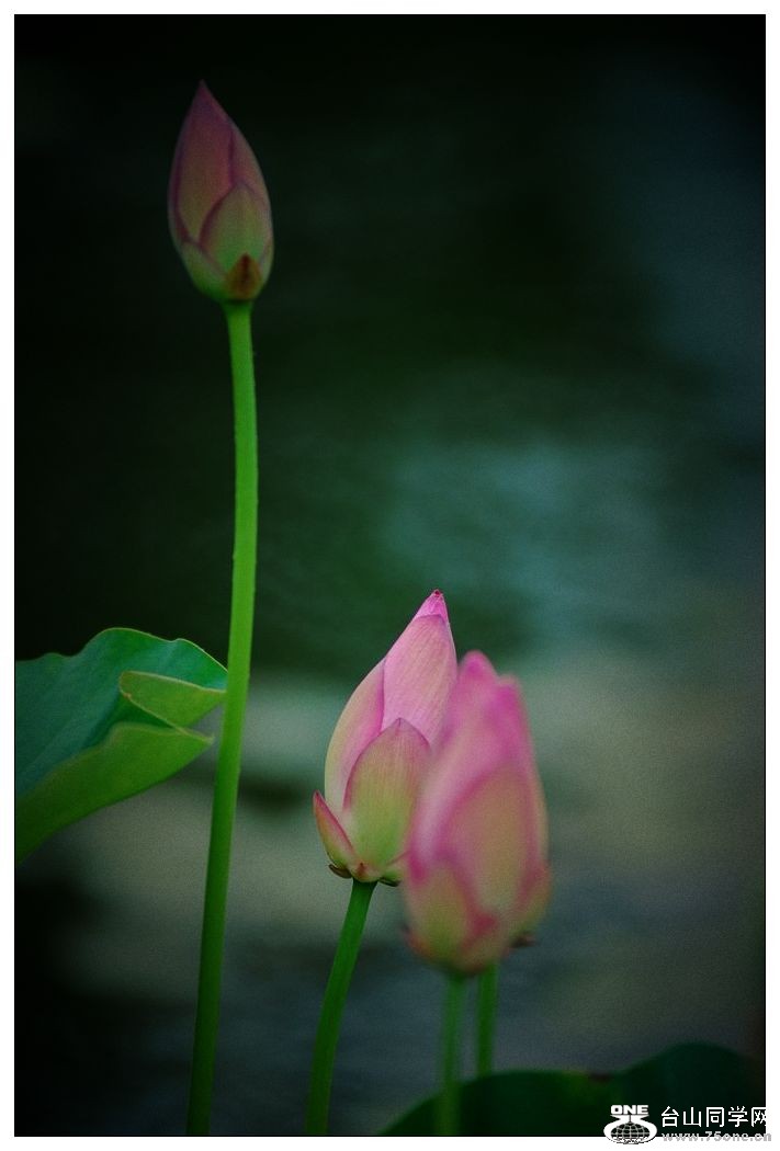 nEO_IMG_DSC_1048.jpg