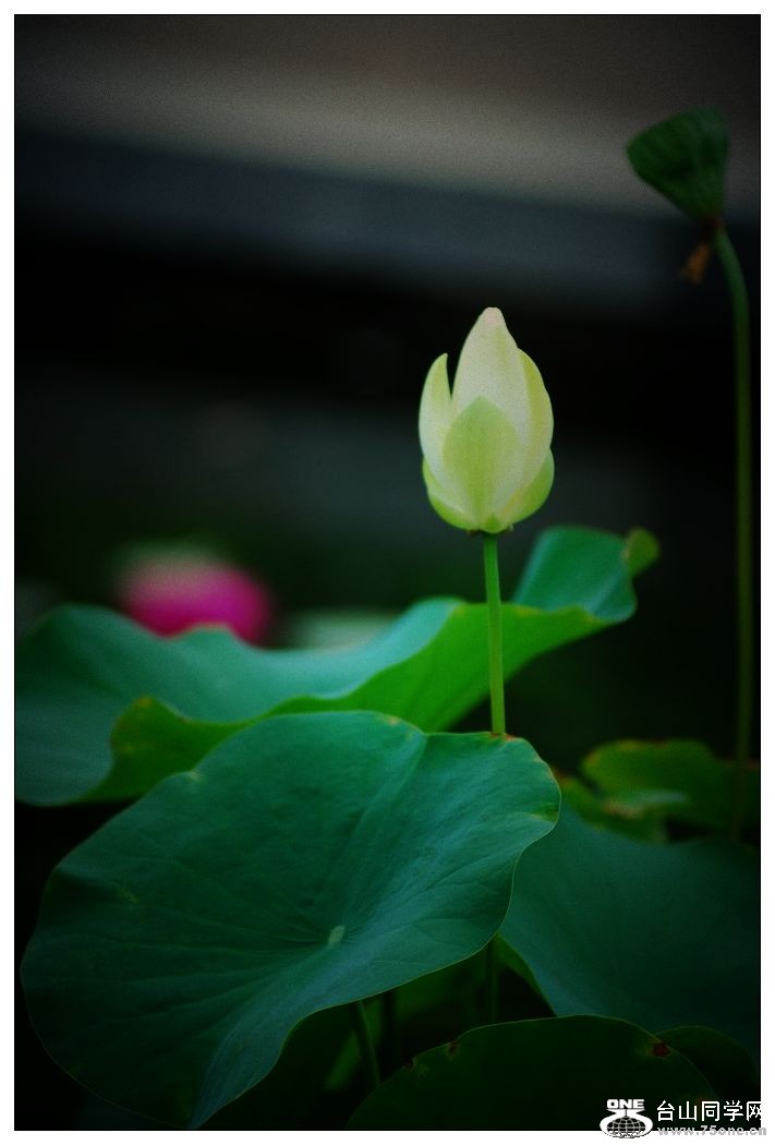 nEO_IMG_DSC_1044.jpg