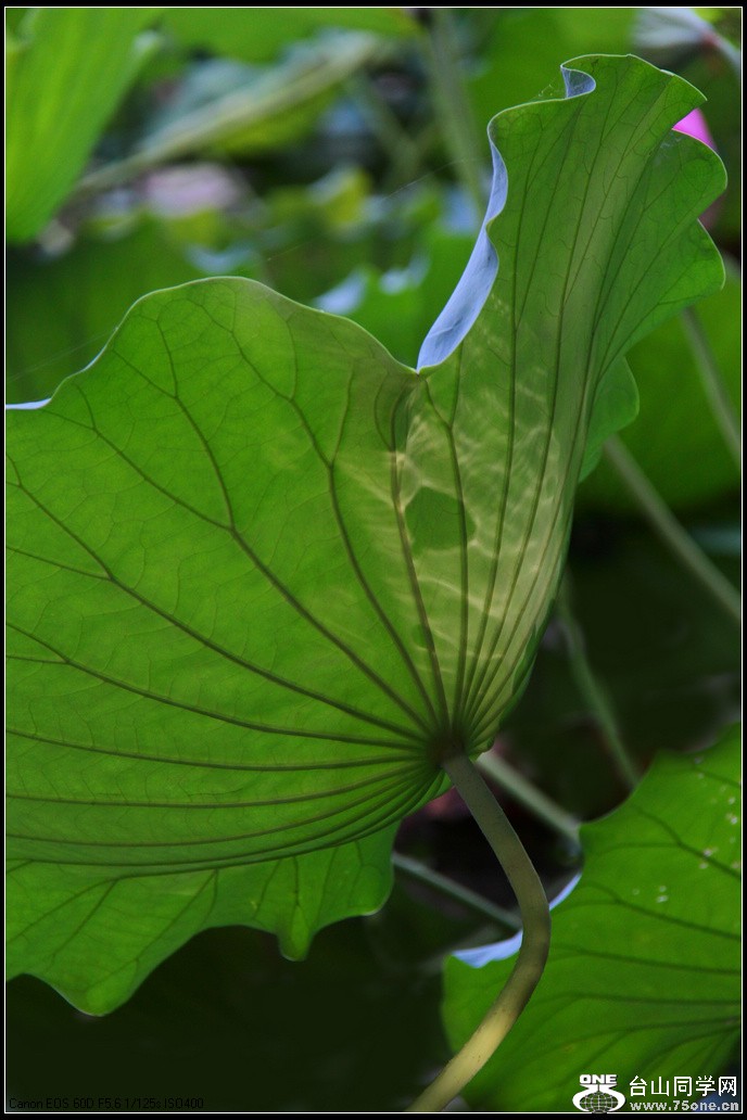 EOS D60 011.jpg