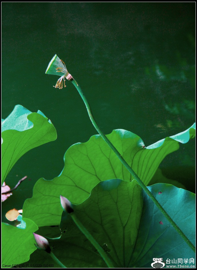 EOS D60 181.jpg