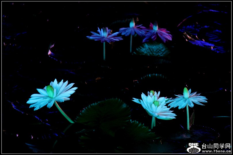 EOS D60 065.jpg