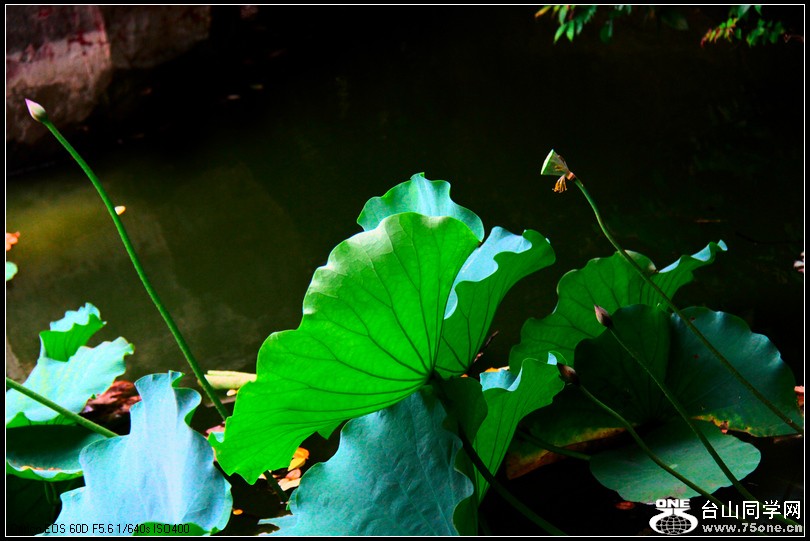 EOS D60 190.jpg