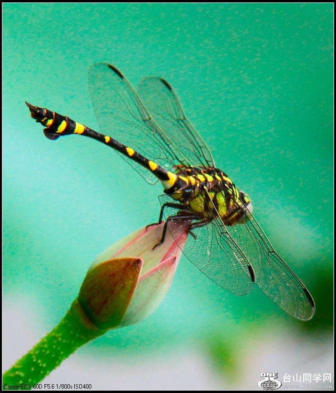EOS D60 119.jpg