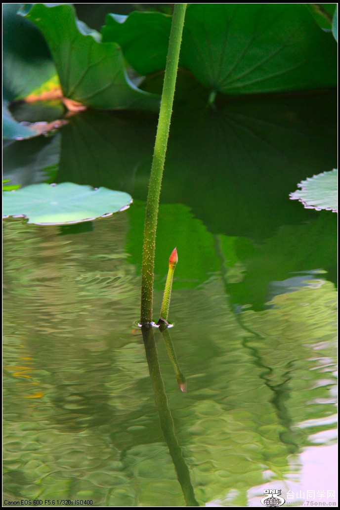 EOS D60 047.jpg