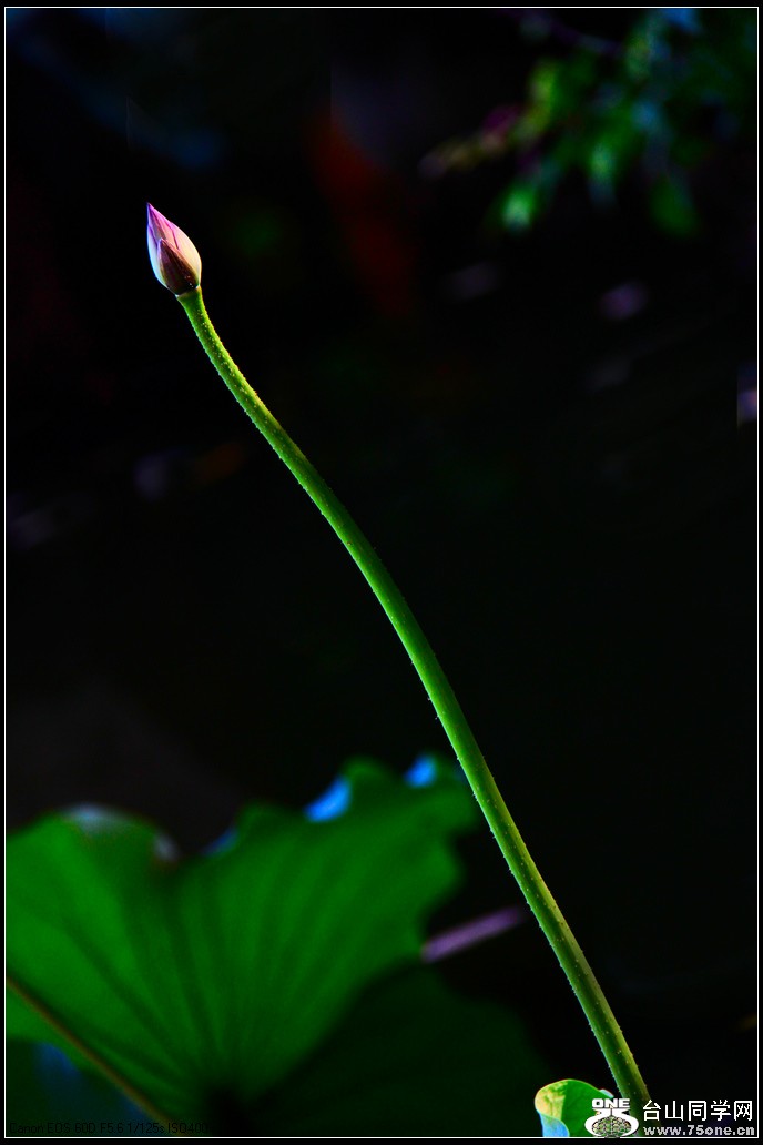 EOS D60 009.jpg