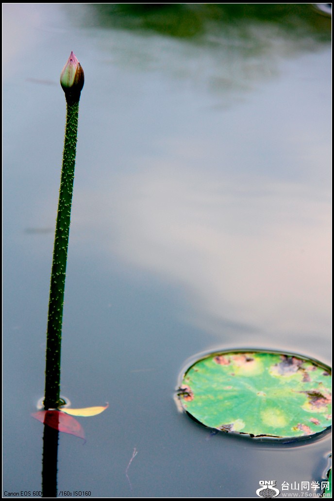 EOS D60 025.jpg