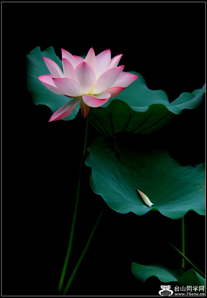 EOS D60 164.jpg