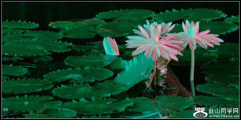 EOS D60 055.jpg