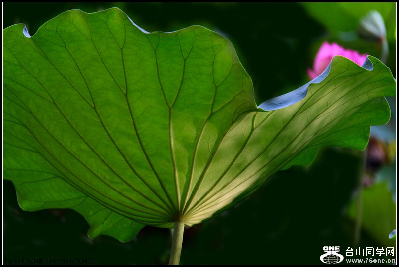 EOS D60 005.jpg