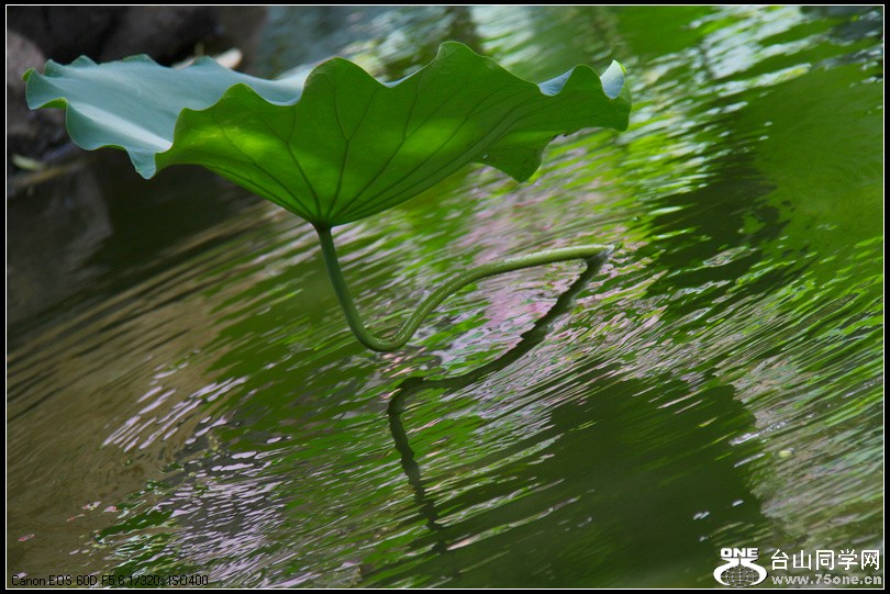 EOS D60 041.jpg