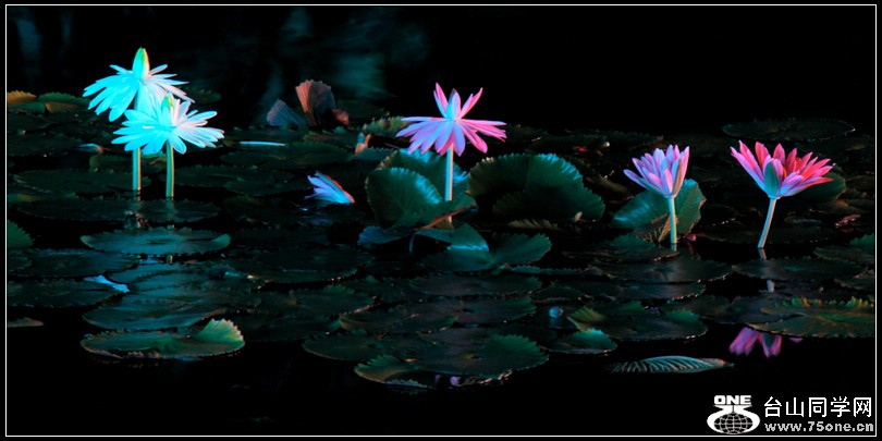 EOS D60 086.jpg
