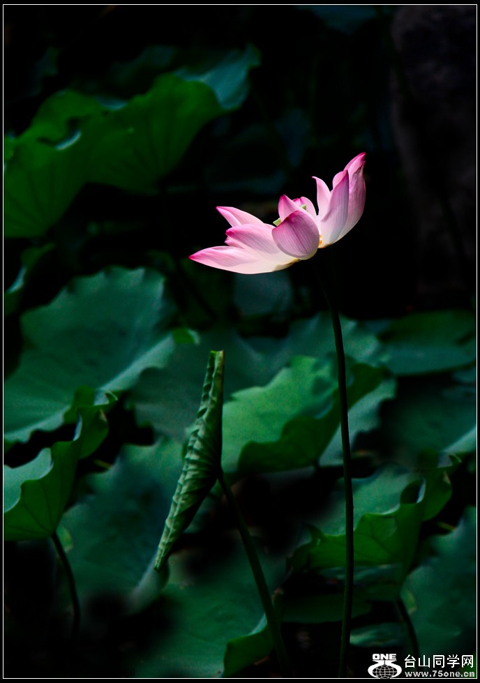 EOS D60 204.jpg