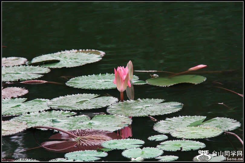 EOS D60 083.jpg