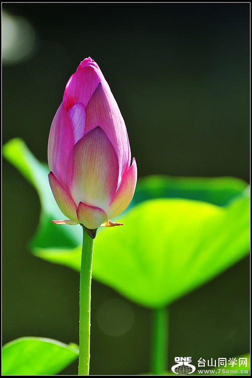 0DSC_47880.jpg