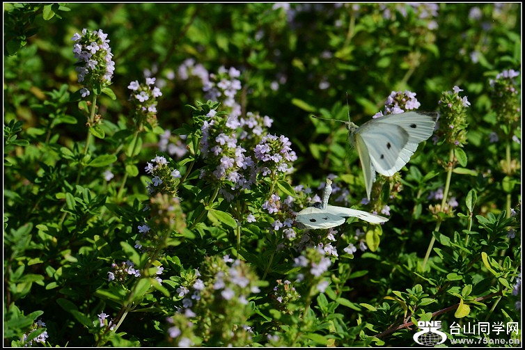 DSC_0152.JPG