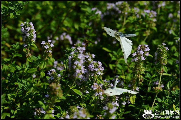 DSC_0150.JPG