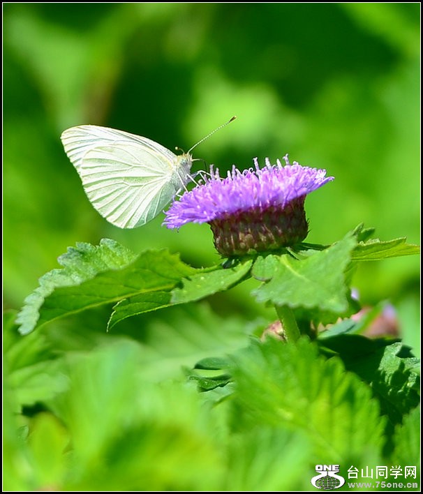 DSC_0442.jpg
