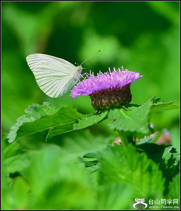 DSC_0442.jpg
