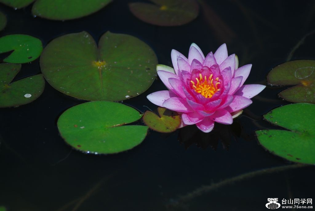 nEO_IMG_DSC_0336.jpg