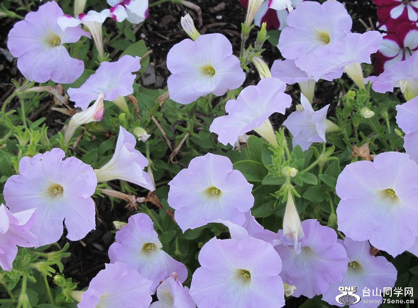 20120600_124453.jpg