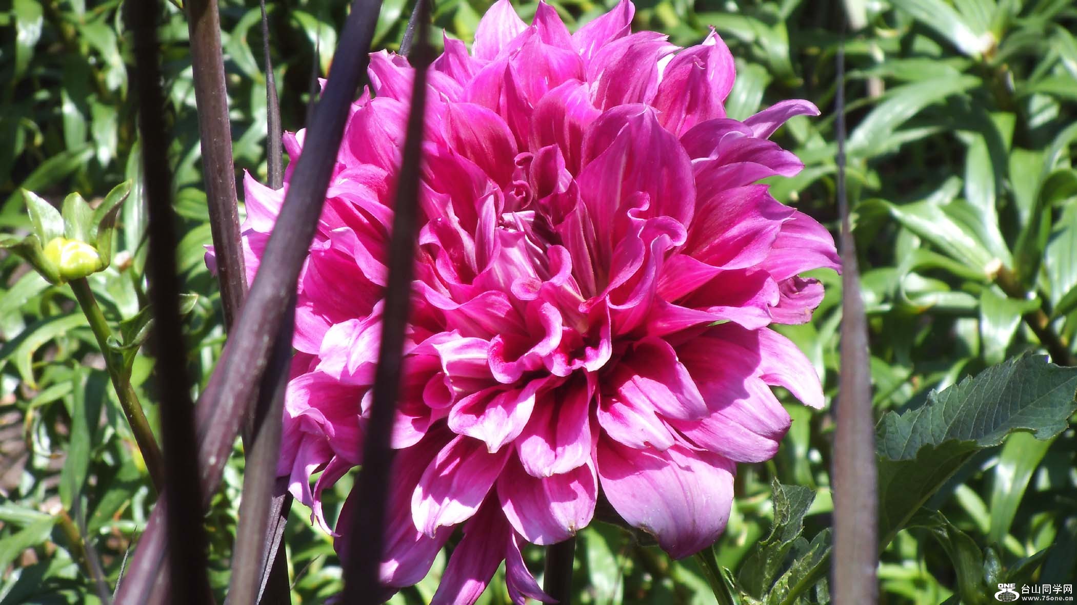 DSCF0271.JPG