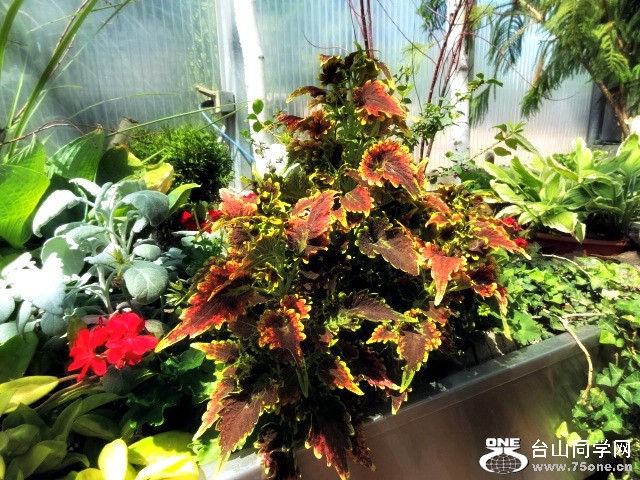 Royal Botanical Garden 51.jpg