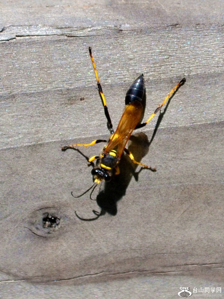 dsc_0106_05.jpg
