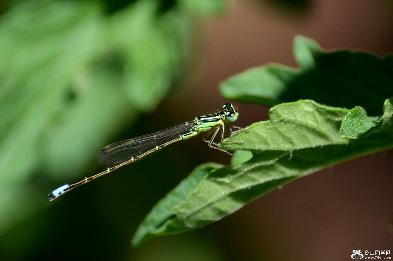 dsc_0007.jpg