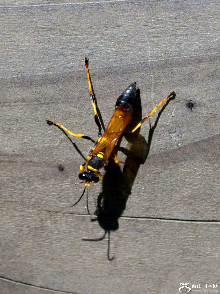 dsc_0117_44.jpg