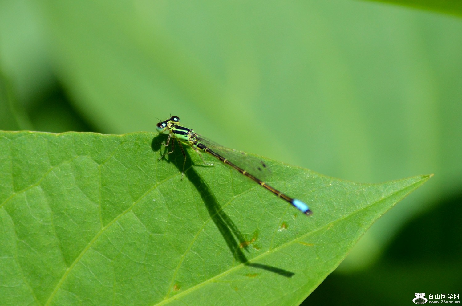 dsc_0012.jpg