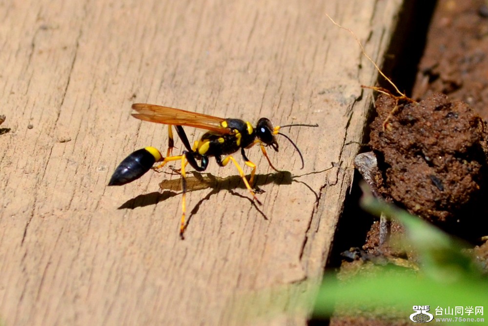 dsc_0159_27.jpg
