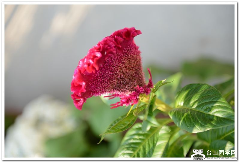 nEO_IMG_DSC_2020.jpg
